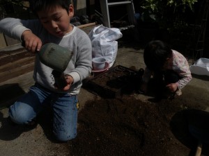 子供らと種まき